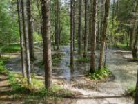 Der Flußlauf der Rienz führt mitten durch den Wald - Toblacher See